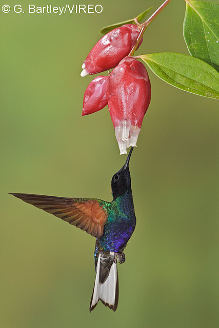 Velvet-purple Coronet b57-9-550.jpg